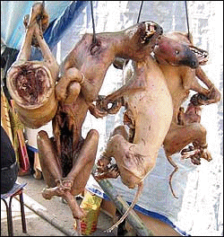 Korean dogs being unloaded for slaughter